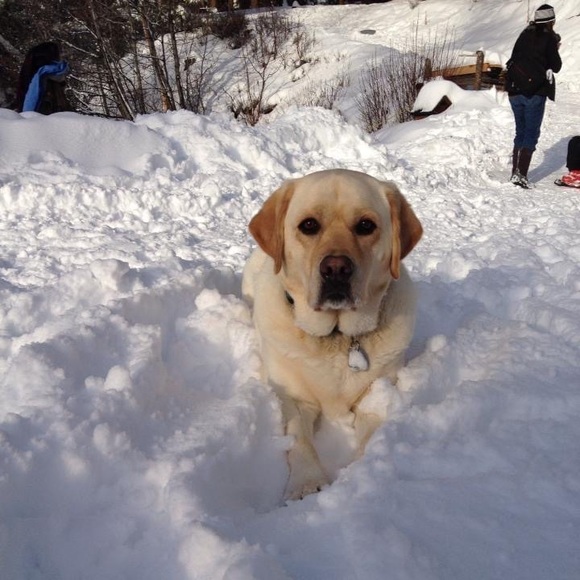 Meet your Posher, Livon - Picture 1 of 1